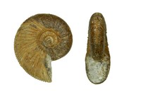 Kossmaticeras jonesi